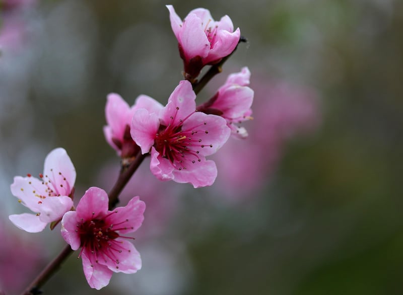 Floral Arbors